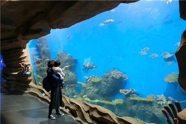 銀龍魚可以和什么魚一起養(yǎng)帶圖片的魚(銀龍魚跟什么魚一起養(yǎng)好)