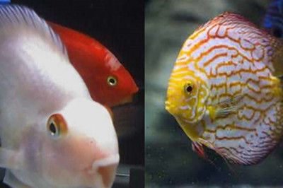 銀龍魚苗批發市場在哪(金龍魚幼苗在哪里批發)