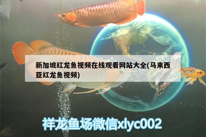 新加坡紅龍魚視頻在線觀看網站大全(馬來西亞紅龍魚視頻)
