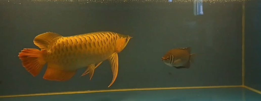 紅龍魚大湖的好還是賽級的好：紅龍魚大小對品種優劣的影響