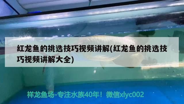 紅龍魚的挑選技巧視頻講解(紅龍魚的挑選技巧視頻講解大全) 錦鯉魚百科 第3張 紅龍魚的挑選技巧視頻講解(紅龍魚的挑選技巧視頻講解大全) 紅龍魚的挑選技巧視頻講解(紅龍魚的挑選技巧視頻講解大全) 錦鯉魚百科 第3張