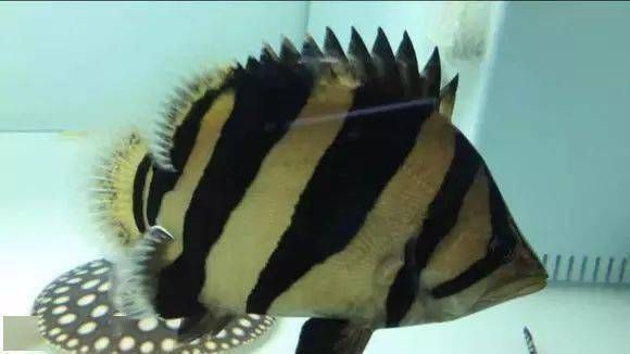 蘇虎苗水溫控制方法，蘇虎魚冬季水溫管理，