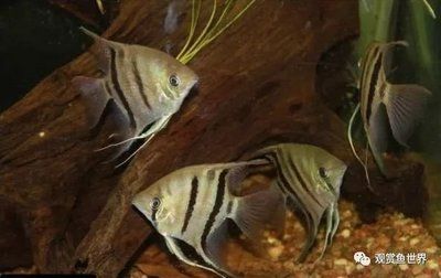 紅帝王雷龍魚怎么飼養