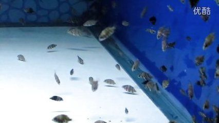 印尼虎魚苗飼料選擇指南，印尼虎魚苗飼料自制方法，印尼虎魚苗飼料保存技巧