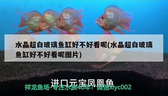 水晶超白玻璃魚缸好不好看呢(水晶超白玻璃魚缸好不好看呢圖片)