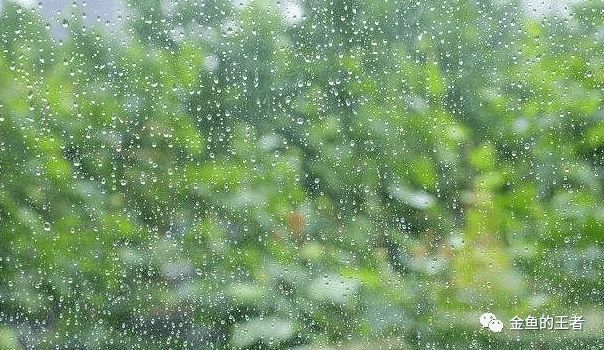 黃金河虎魚繁殖后水質維護技巧，黃金河虎魚繁殖后水質的維護