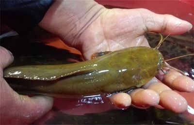 最好的紅龍魚品種排名前十名：探尋頂級紅龍魚，十大最佳品種的璀璨世界
