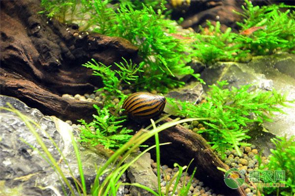 魚缸放什么鹽好（魚缸放什么鹽好）