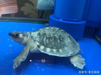 豬鼻龜身上腐爛怎么辦：豬鼻龜爛甲腐皮怎么辦