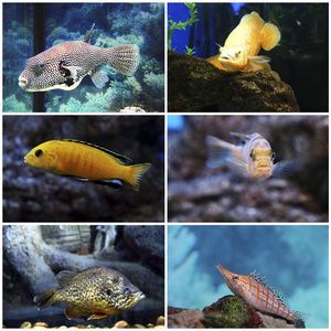 水族館有什么魚類（上海海洋水族館中常見的魚類包括熱帶魚、淡水魚和海水魚）