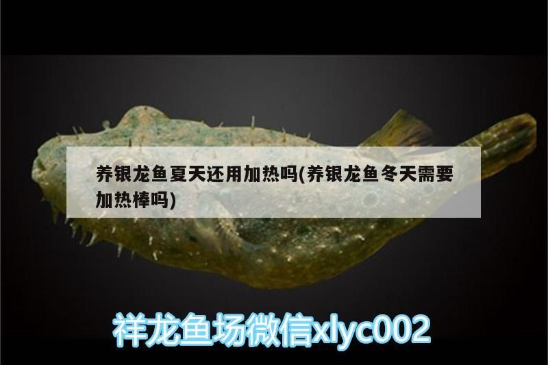 養銀龍魚夏天還用加熱嗎(養銀龍魚冬天需要加熱棒嗎)
