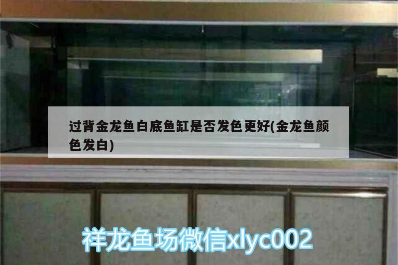 過背金龍魚白底魚缸是否發色更好(金龍魚顏色發白)