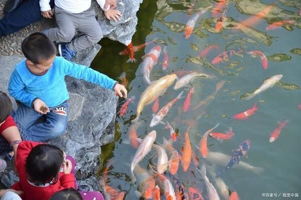 中山魚缸燈廠家直銷價格多少錢一臺(魚缸led燈品牌排行榜)