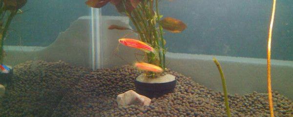 55公分的金龍魚價格多少