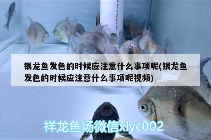 銀龍魚發色的時候應注意什么事項呢(銀龍魚發色的時候應注意什么事項呢視頻)