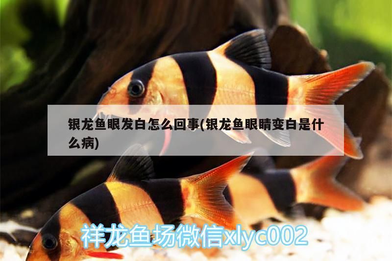 銀龍魚眼發白怎么回事(銀龍魚眼睛變白是什么病)