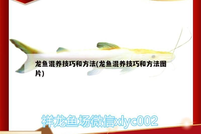 龍魚混養(yǎng)技巧和方法(龍魚混養(yǎng)技巧和方法圖片)