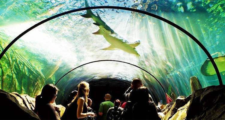 水族館里面有啥（世界最大水族館排名，青島水族館特色展覽介紹）
