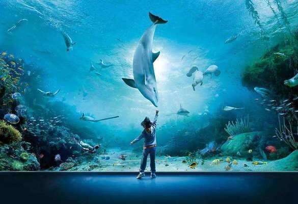 水族館里面有啥（世界最大水族館排名，青島水族館特色展覽介紹）
