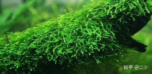 適合水族館的名字：水族館主題裝飾設計