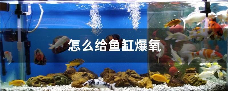水草放到魚缸里變黃了怎么辦（剛種的水草沒幾天發黃的原因）