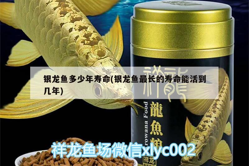 銀龍魚多少年壽命(銀龍魚最長的壽命能活到幾年) 銀龍魚多少年壽命(銀龍魚最長的壽命能活到幾年) 銀龍魚百科 第3張
