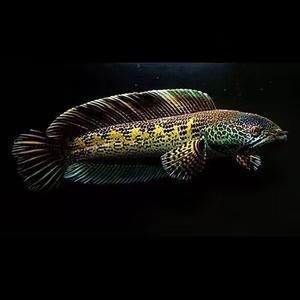 黃金眼鏡蛇雷龍魚缸背景，黃金眼鏡蛇雷龍魚缸背景的選擇