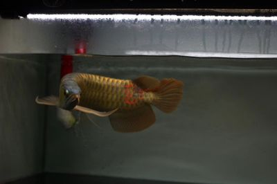 虎魚不吃飼料怎么辦：\"虎魚不吃飼料怎么辦\"虎魚不吃飼料怎么辦