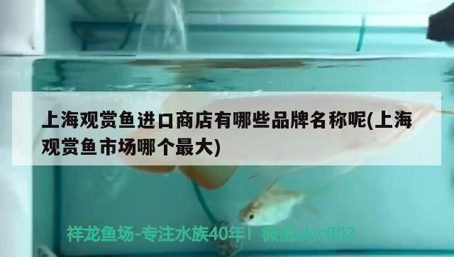 印尼紅龍魚魚苗的價格多少錢一條啊圖片大全(紅龍魚苗大概多少錢)