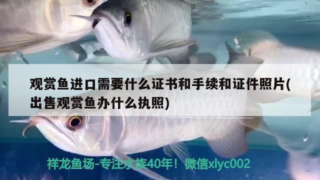 印尼紅龍魚魚苗的價格多少錢一條啊圖片大全(紅龍魚苗大概多少錢)