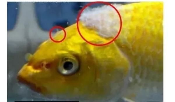 魟魚長白毛怎么治療:魟魚長白毛怎么治療魟魚長白毛怎么治療 魟魚百科 第1張 魟魚長白毛怎么治療:魟魚長白毛怎么治療魟魚長白毛怎么治療 魟魚長白毛怎么治療:魟魚長白毛怎么治療魟魚長白毛怎么治療 魟魚百科 第1張