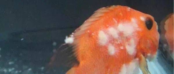 魟魚長白毛怎么治療：魟魚長白毛怎么治療魟魚長白毛怎么治療 魟魚長白毛怎么治療：魟魚長白毛怎么治療魟魚長白毛怎么治療 魟魚百科 第4張