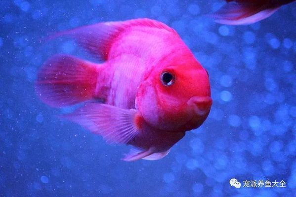 魟魚長白毛怎么治療:魟魚長白毛怎么治療魟魚長白毛怎么治療 魟魚百科 第3張 魟魚長白毛怎么治療:魟魚長白毛怎么治療魟魚長白毛怎么治療 魟魚長白毛怎么治療:魟魚長白毛怎么治療魟魚長白毛怎么治療 魟魚百科 第3張