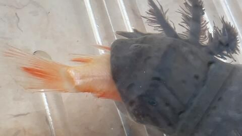 龍魚進食，關于龍魚的喂食時間和頻率的詳細指南