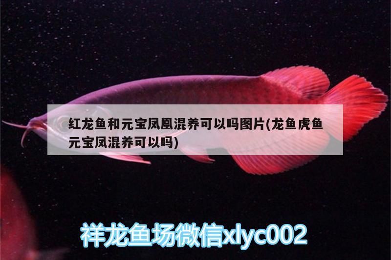 紅龍魚和元寶鳳凰混養可以嗎圖片(龍魚虎魚元寶鳳混養可以嗎)