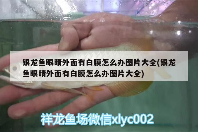 銀龍魚眼睛外面有白膜怎么辦圖片大全(銀龍魚眼睛外面有白膜怎么辦圖片大全)