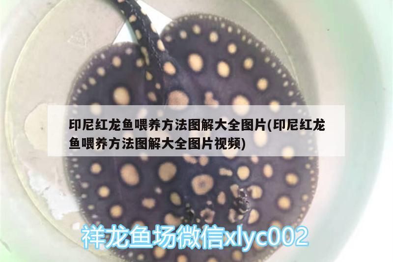 印尼紅龍魚喂養方法圖解大全圖片(印尼紅龍魚喂養方法圖解大全圖片視頻)