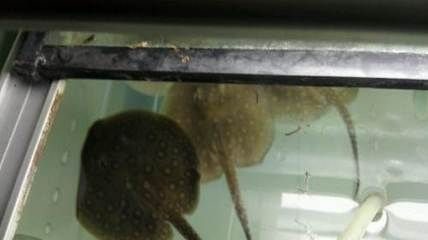 魟魚用藥后幾天開口：魟魚用藥后的開口時間受多種因素影響