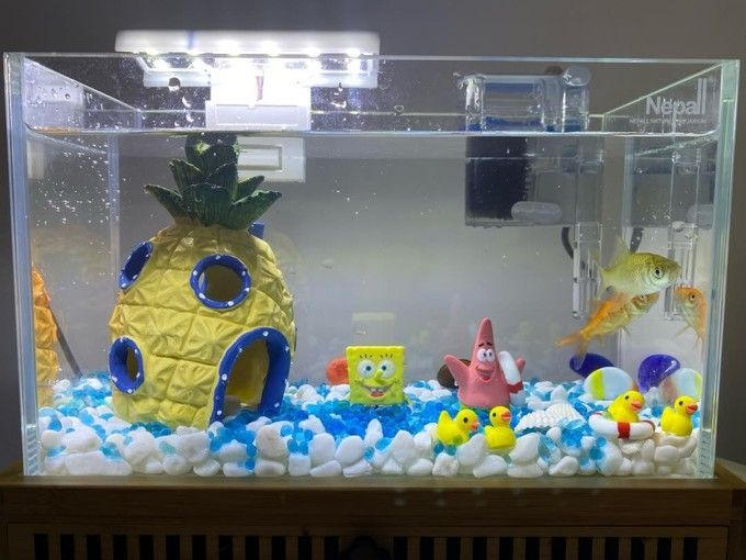 玉洋軒魚缸，玉洋軒魚缸怎么樣，玉洋軒魚缸價格