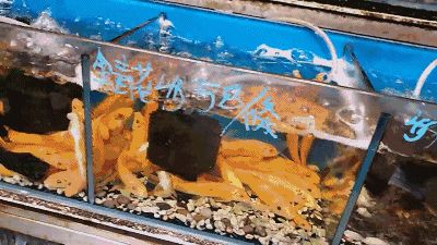 國內最大的龍魚市場是哪里的