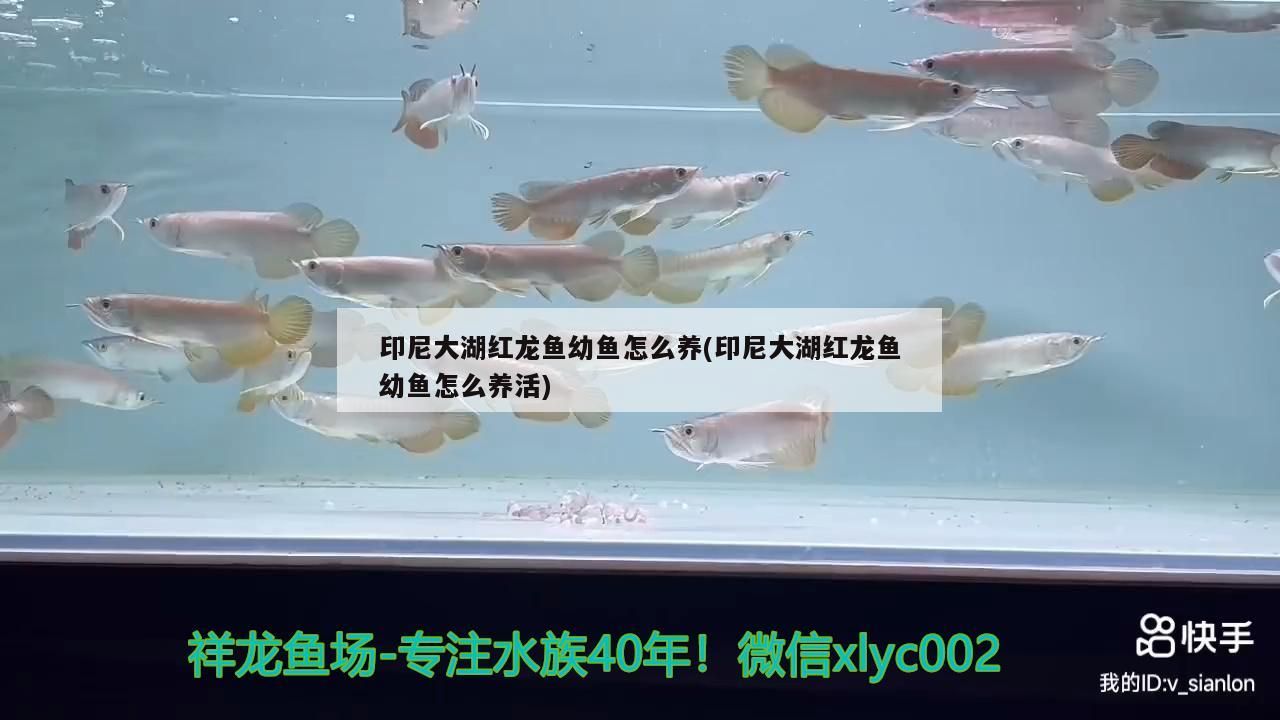 印尼大湖紅龍魚幼魚怎么養(印尼大湖紅龍魚幼魚怎么養活)