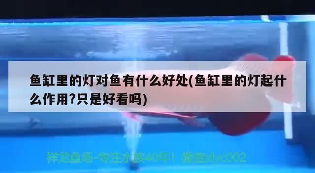 魚缸里的燈對魚有什么好處(魚缸里的燈起什么作用?只是好看嗎)