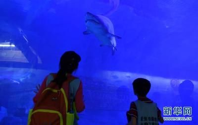 龍魚可以吃哪些類型的豬肉？（關(guān)于龍魚可以吃哪些類型的豬肉，龍魚可以吃哪些類型的豬肉）