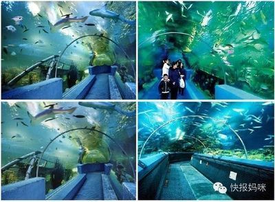 開(kāi)一家水族館做什么準(zhǔn)備活動(dòng)（開(kāi)一家水族館是一項(xiàng)需要精心策劃和準(zhǔn)備的活動(dòng)需要準(zhǔn)備的活動(dòng)）