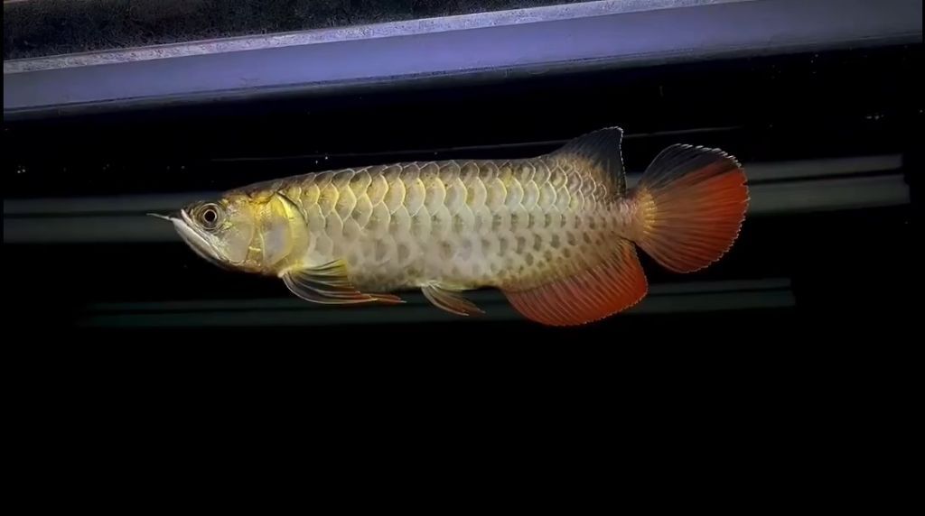 過背金龍魚幾年過背一次好嗎：過背金龍魚的“過背”并不是一個周期性的過程而是一個周期性的過程