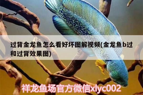 過背金龍魚怎么看好壞圖解視頻(金龍魚b過和過背效果圖)