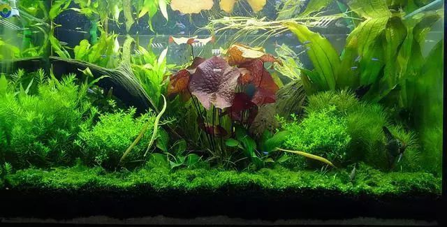 怎么樣魚(yú)缸不用換水也能清，如何選擇適合魚(yú)缸的過(guò)濾系統(tǒng)？魚(yú)缸水質(zhì)檢測(cè)的最佳方法是什么？