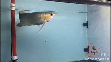 元寶鳳凰魚飼養(yǎng)方法：元寶鳳凰魚的飼養(yǎng)方法