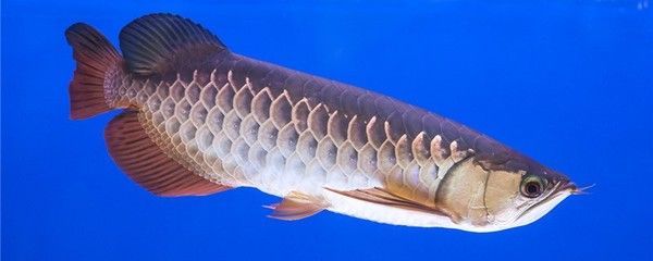 龍魚缸改造，龍魚缸改造防虹吸技巧龍魚缸出水口降噪方法