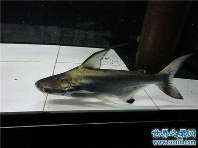 烏魯木齊定做魚缸的公司有哪些（ 烏魯木齊定做魚缸的公司有哪些名字）